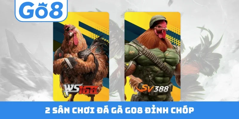2 sân chơi đá gà GO8 đỉnh chóp