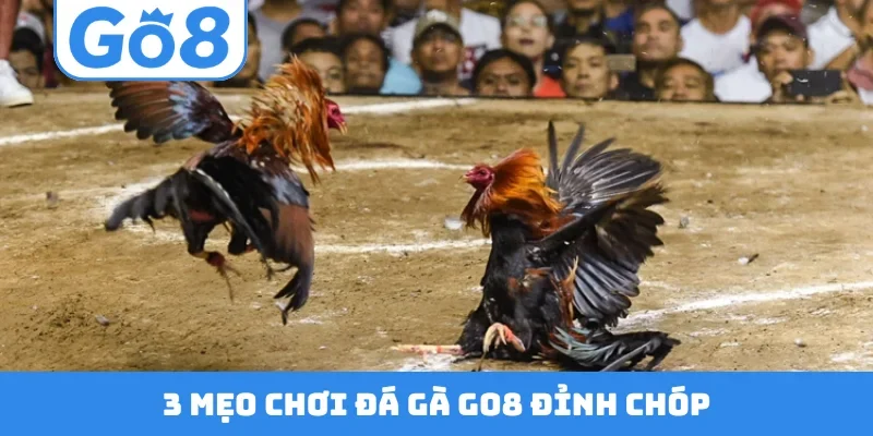 3 mẹo chơi đá gà GO8 đỉnh chóp