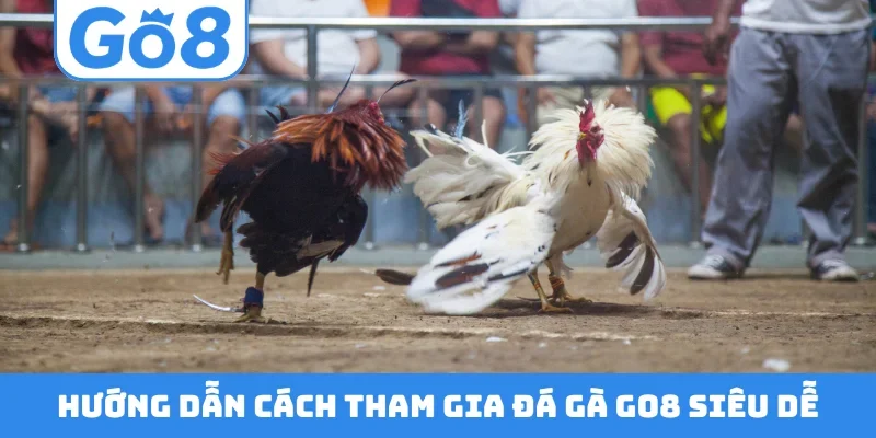 Hướng dẫn cách tham gia đá gà GO8 siêu dễ